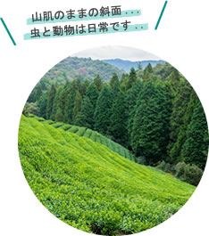 山肌のままの斜面…虫と動物は日常です..